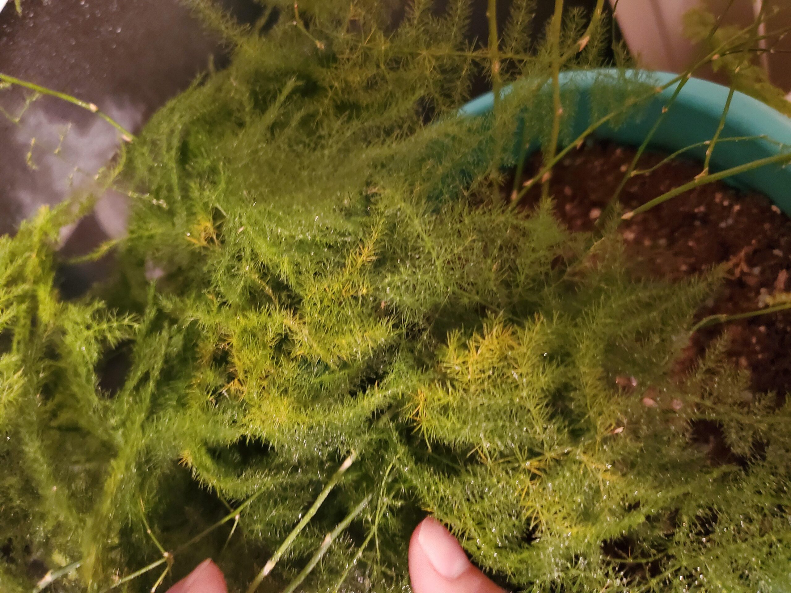 Asparagus Fern Turning Yellow