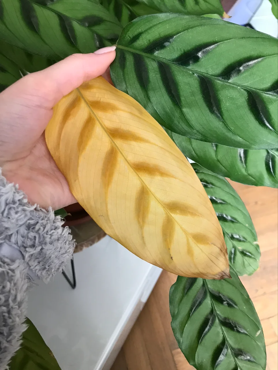Can Yellow Leaf on Calathea Turn Green Again