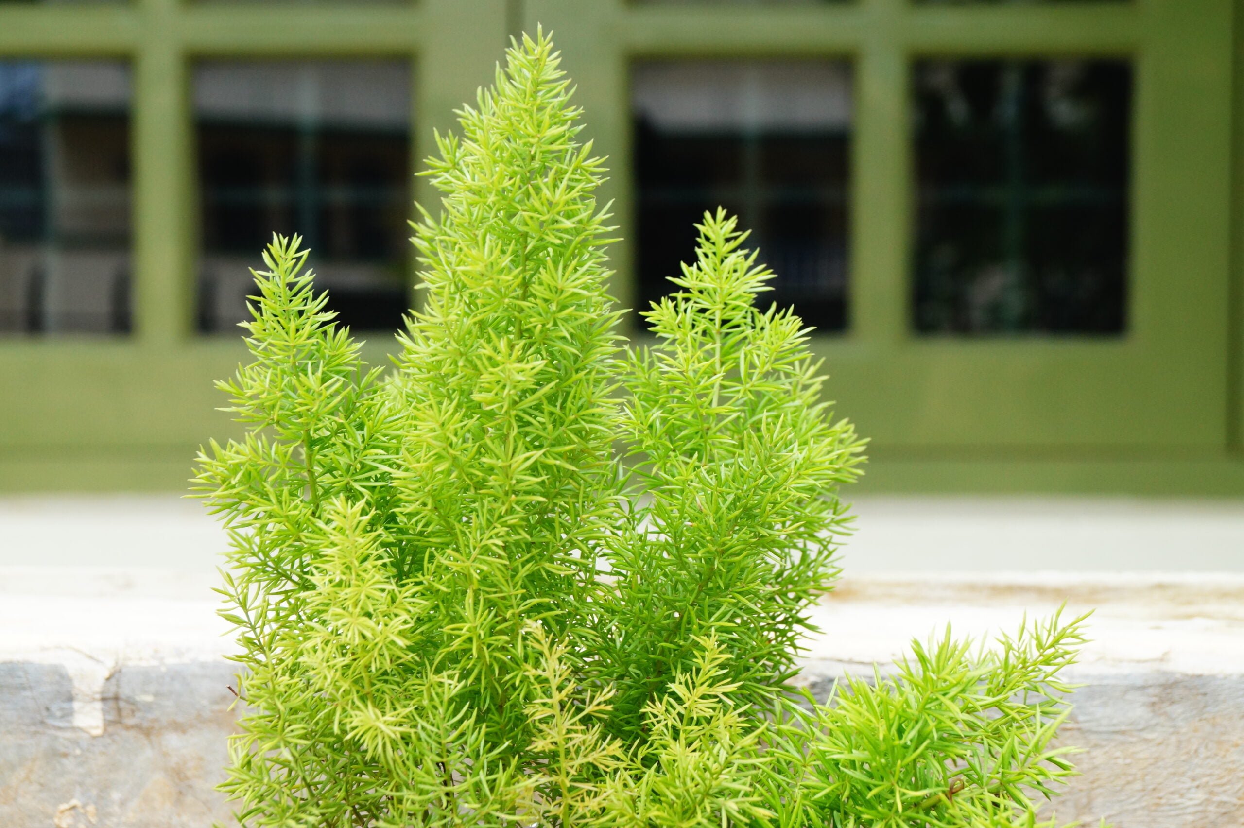 Causes Of An Asparagus Fern Turning Yellow