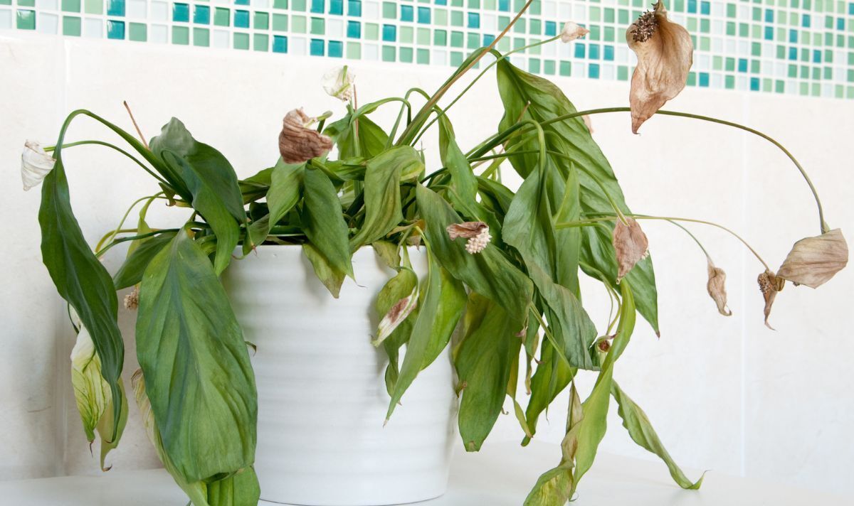 Diseases Can Cause Your Peace Lily To Droop Leaves