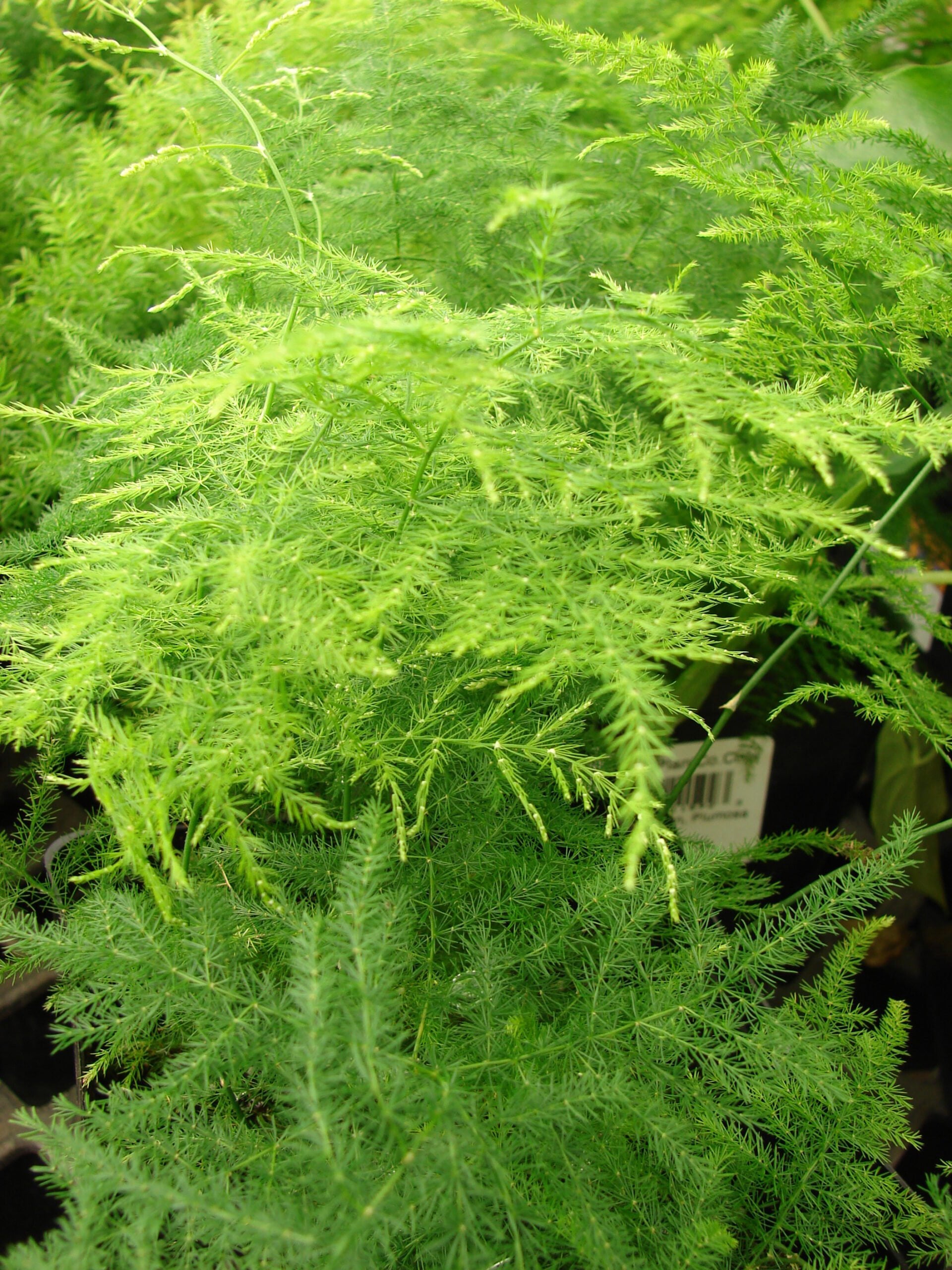 How To Fix An Asparagus Fern Turning Yellow