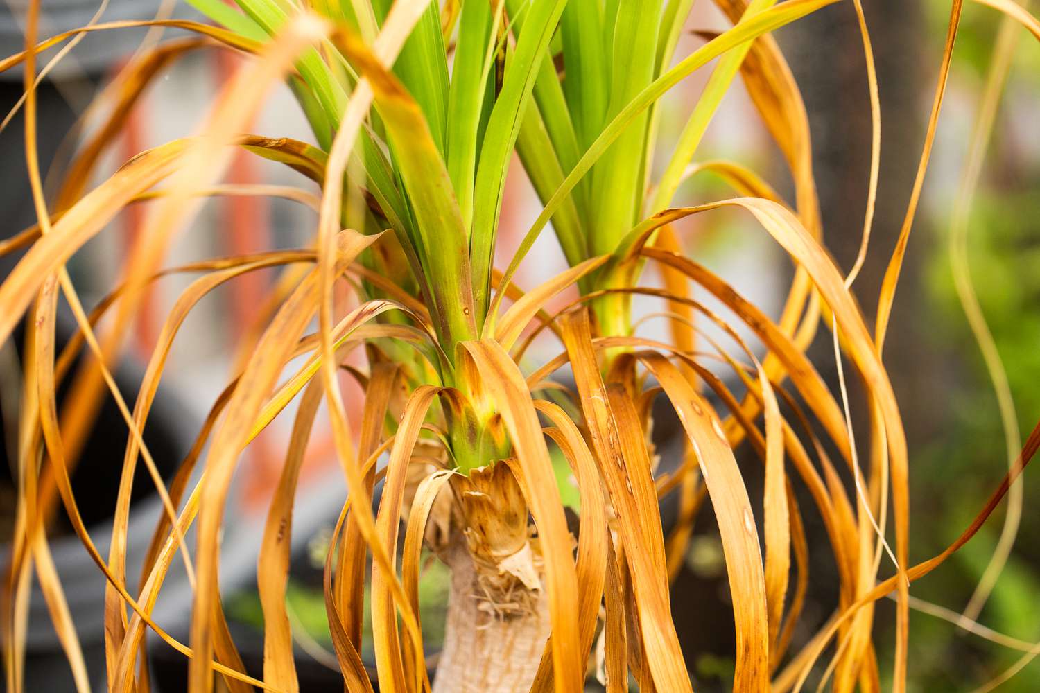 How To Fix Yellowing Spider Plant