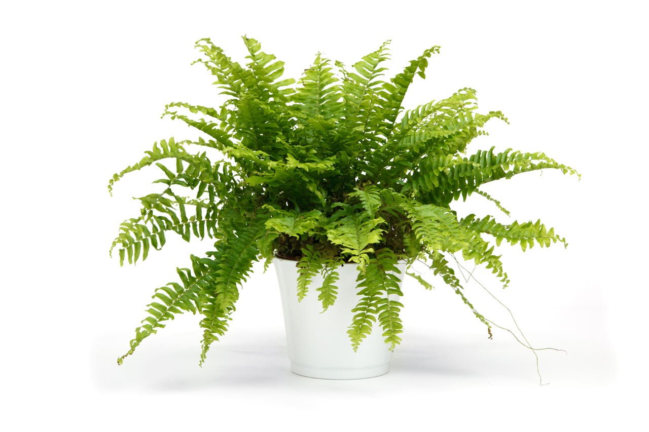 How Will You Take Care of a Propagated Boston Fern