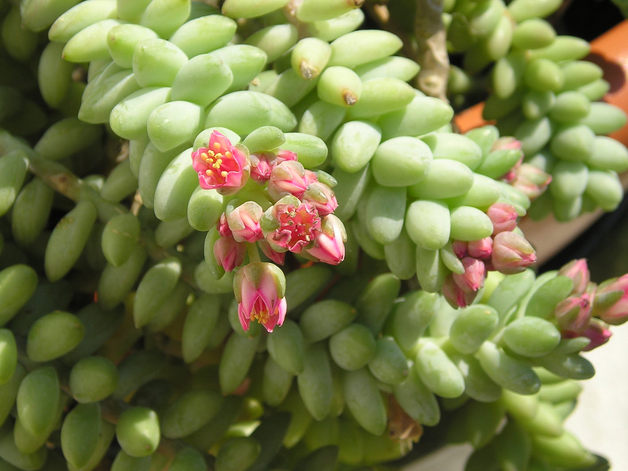 How To Care for Burros Tail