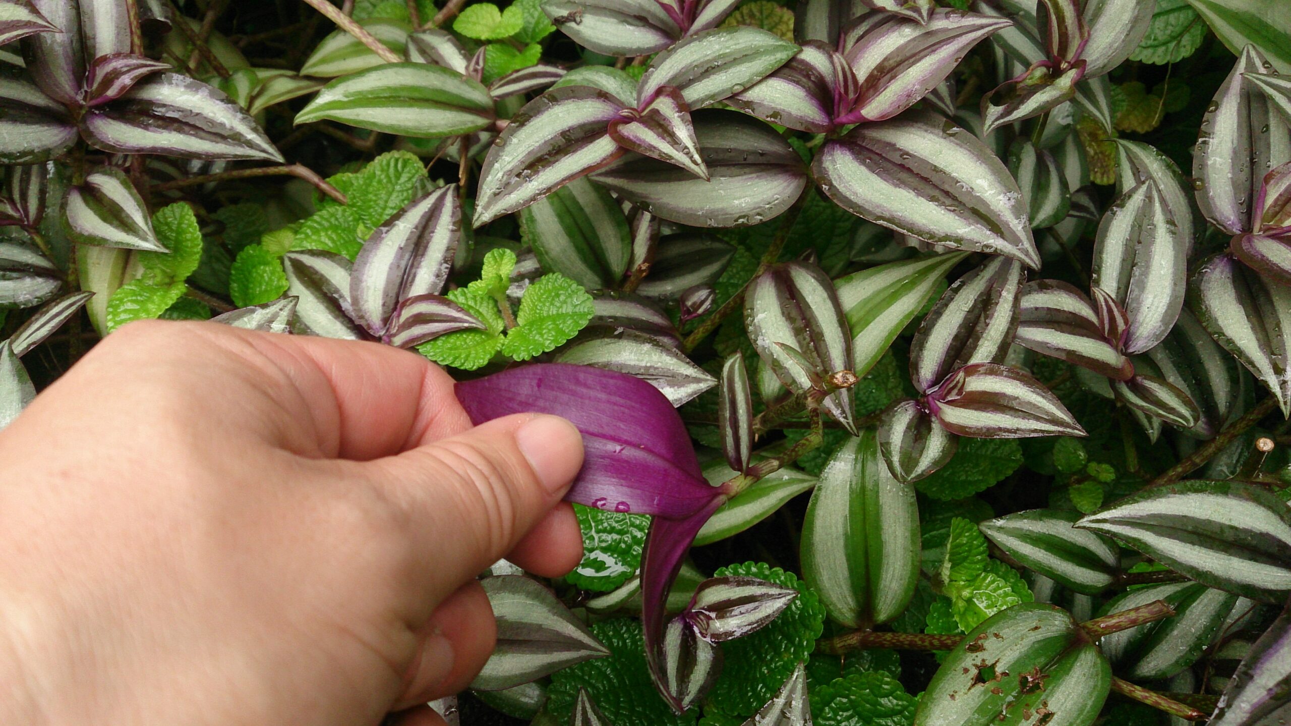 How to Propagate a Wandering Jew