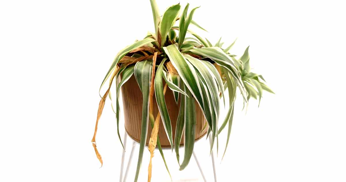 Why Spider Plant Leaves Turning Brown