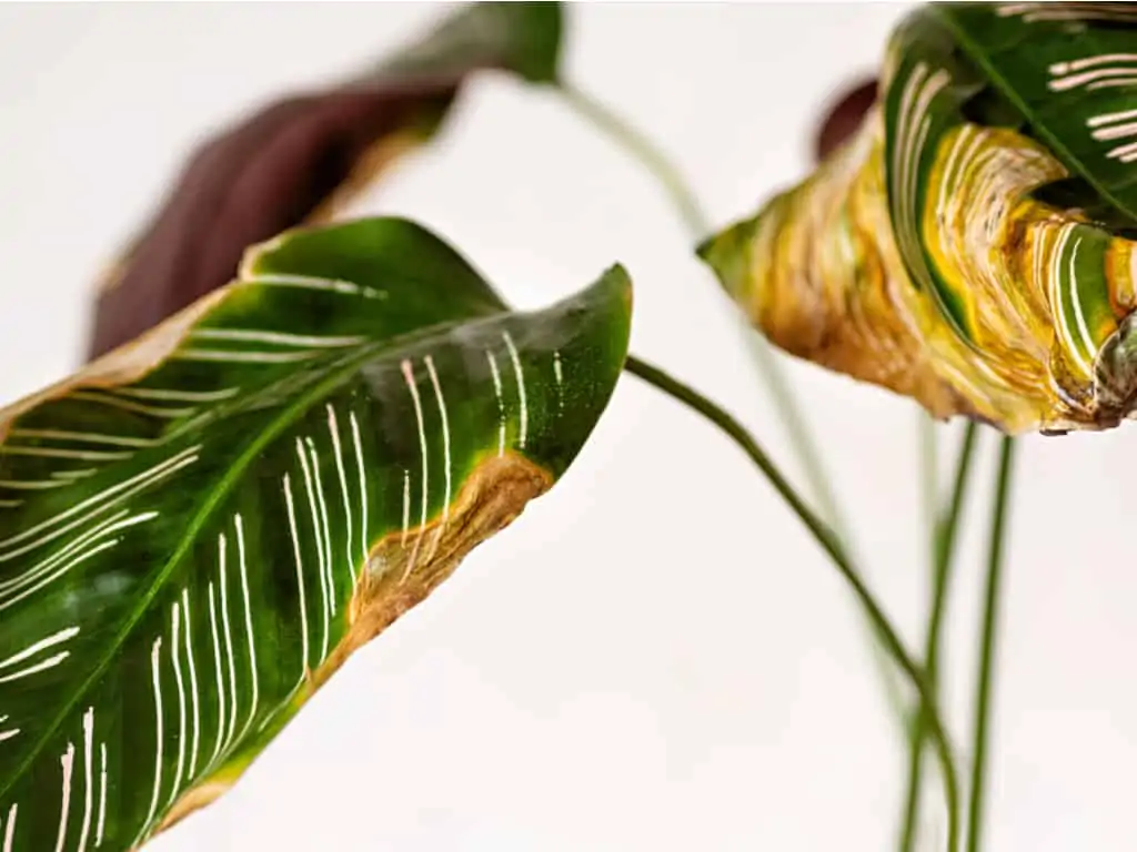 Calathea Leaves Browning