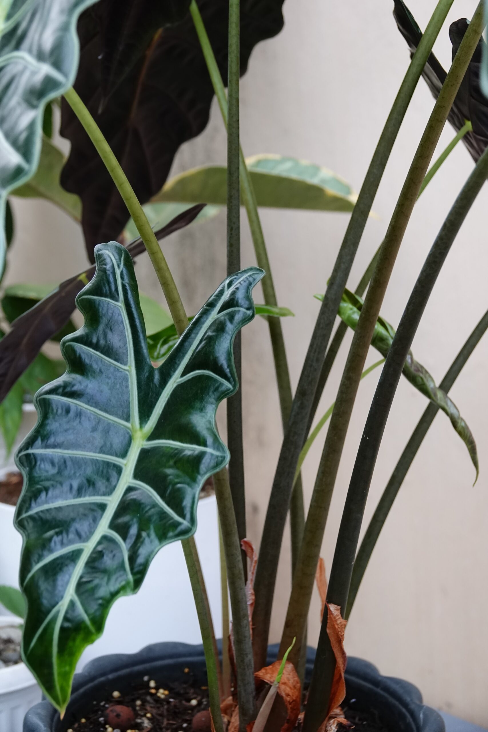 How to Propagate Alocasia Polly