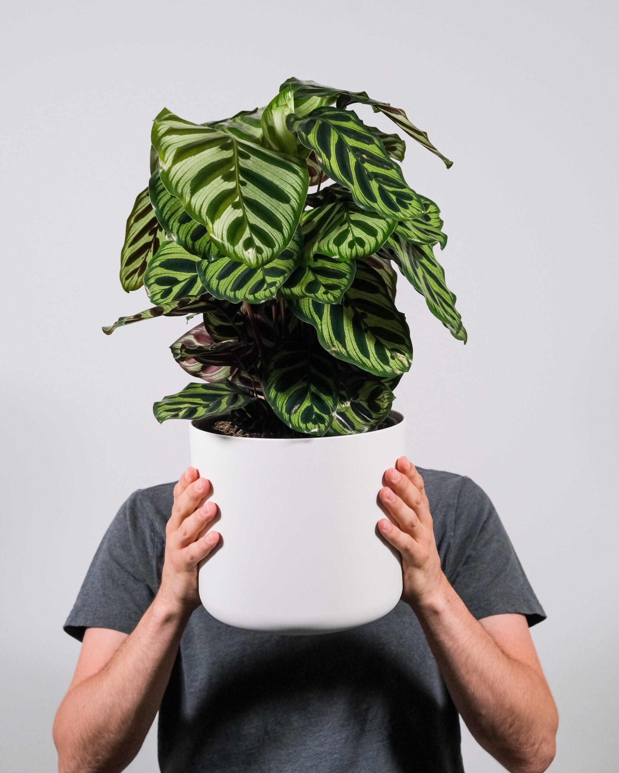 Calathea Care Guide for Leaf Movement