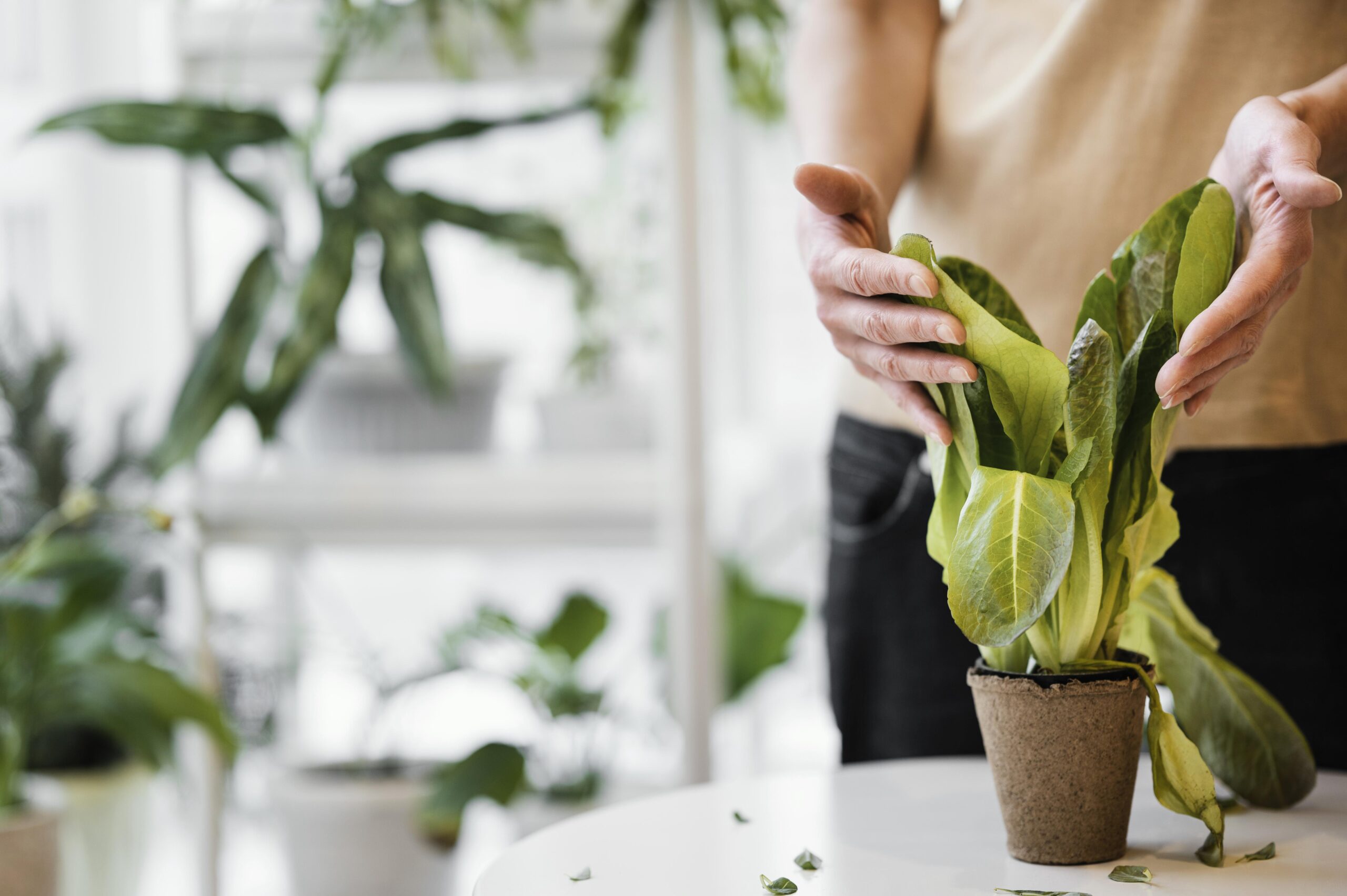 Signs and Reasons for Prayer Plant Drooping