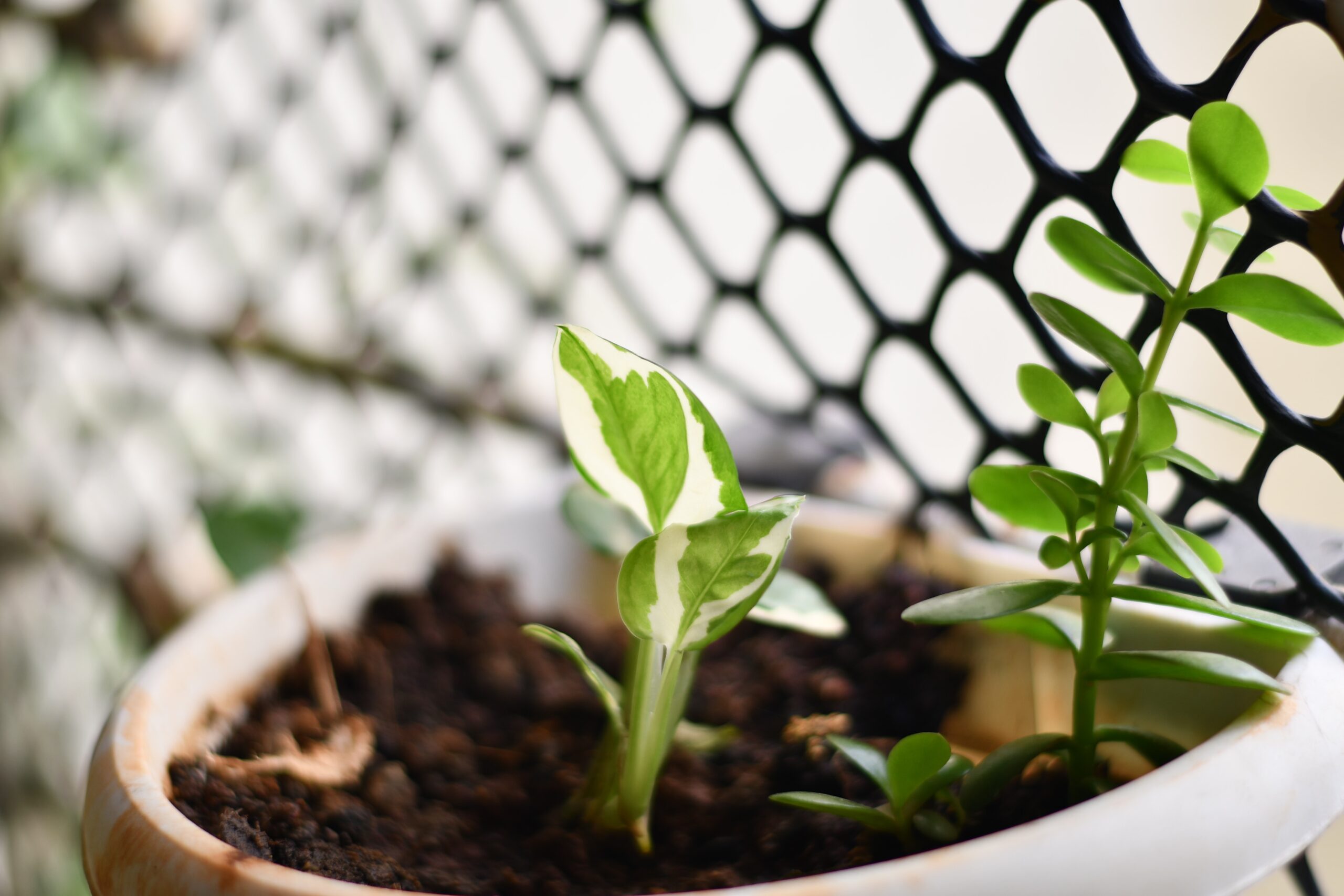 Overwatering and Underwatering: Effects on Satin Pothos Leaves