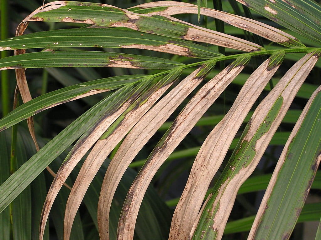 Kentia Palm Brown Leaves