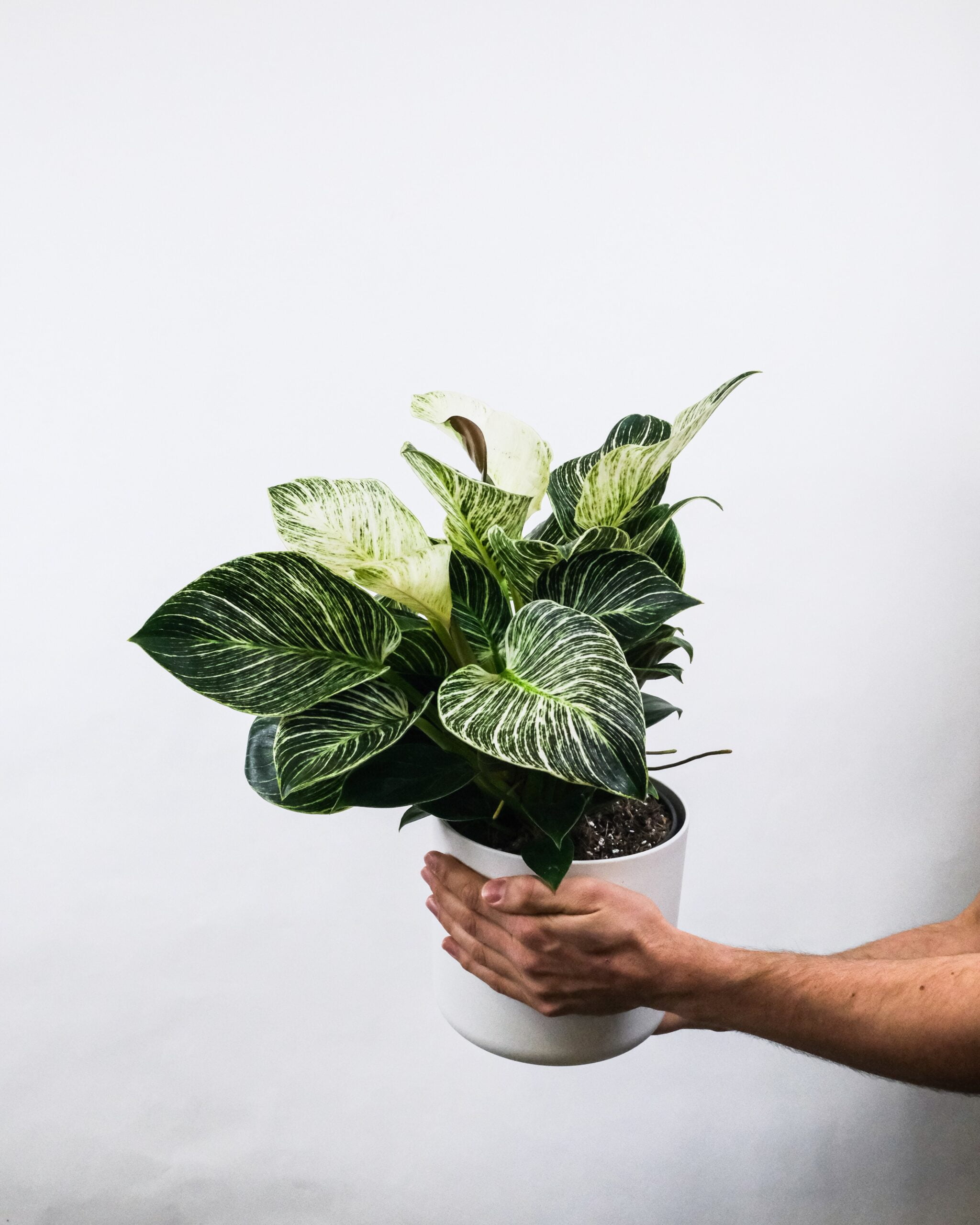 How to Propagate a Philodendron Birkin