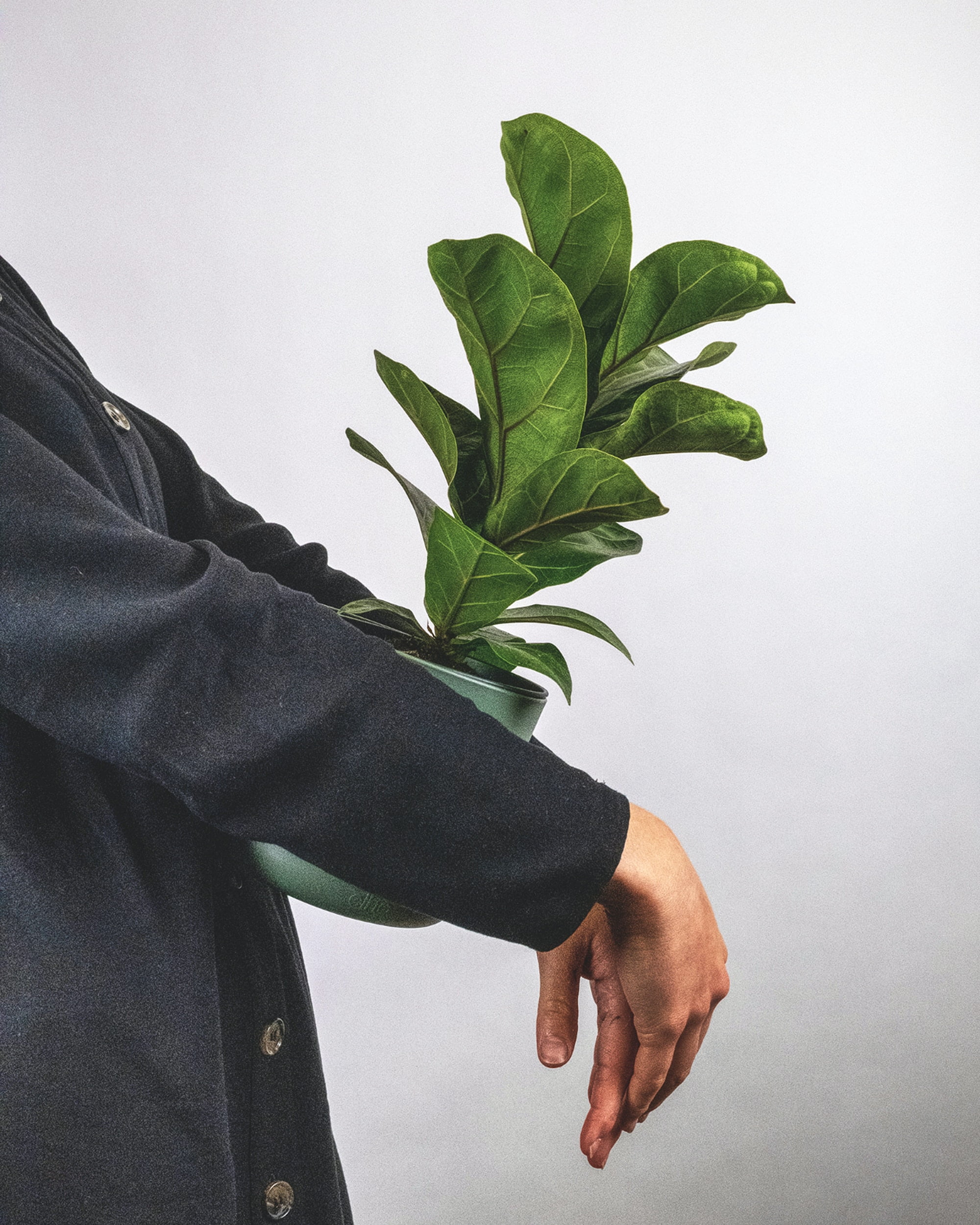 What to do when fiddle leaf leaves turn brown