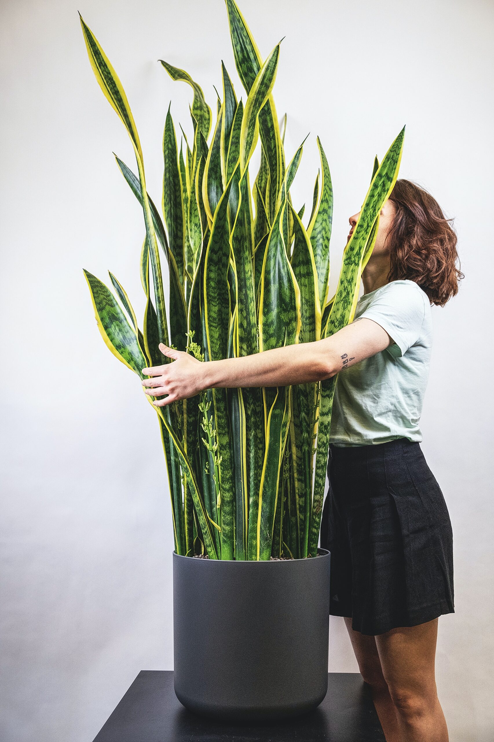 Snake Plant Leaves Turning Brown