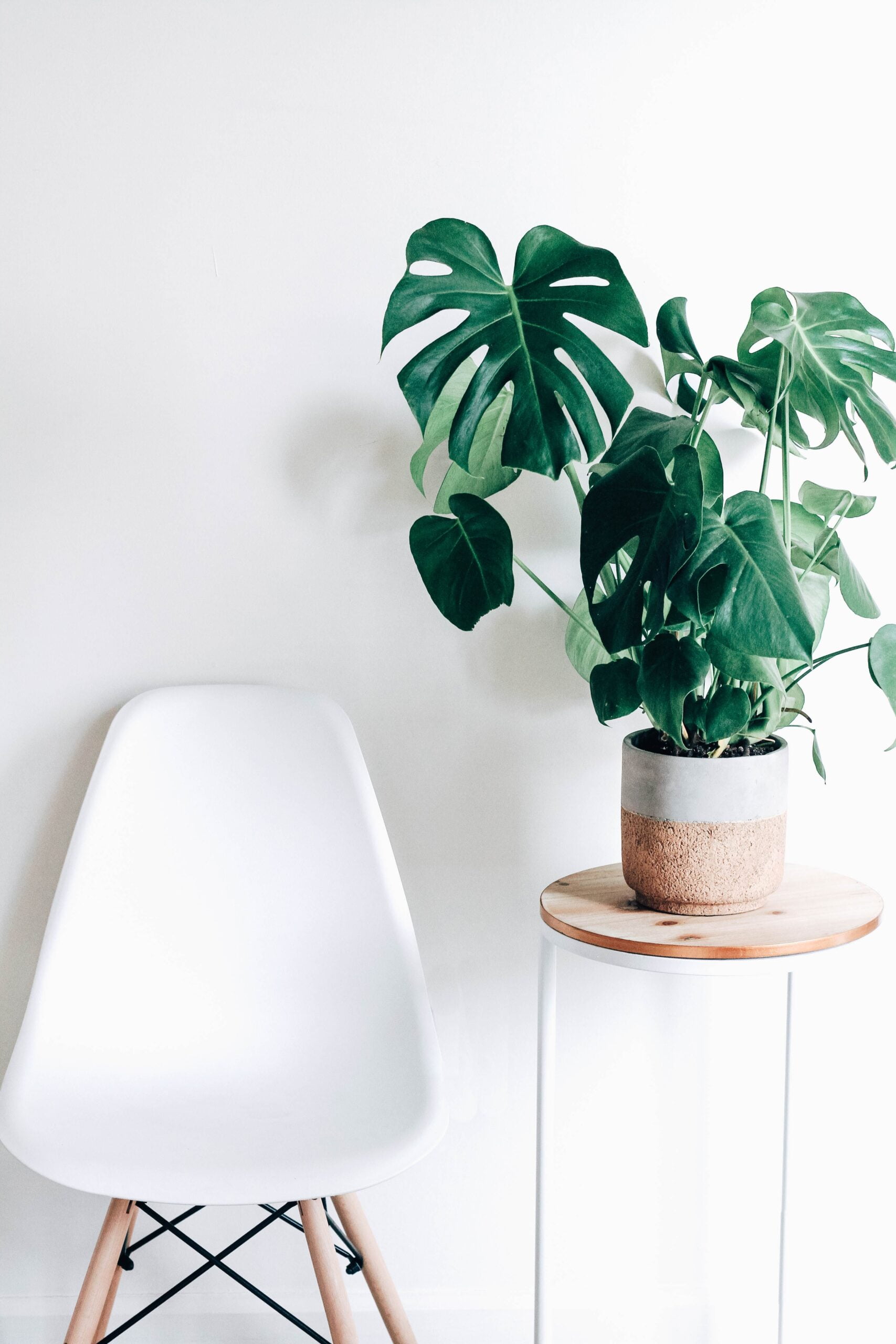 How to Fix an Overwatered Monstera