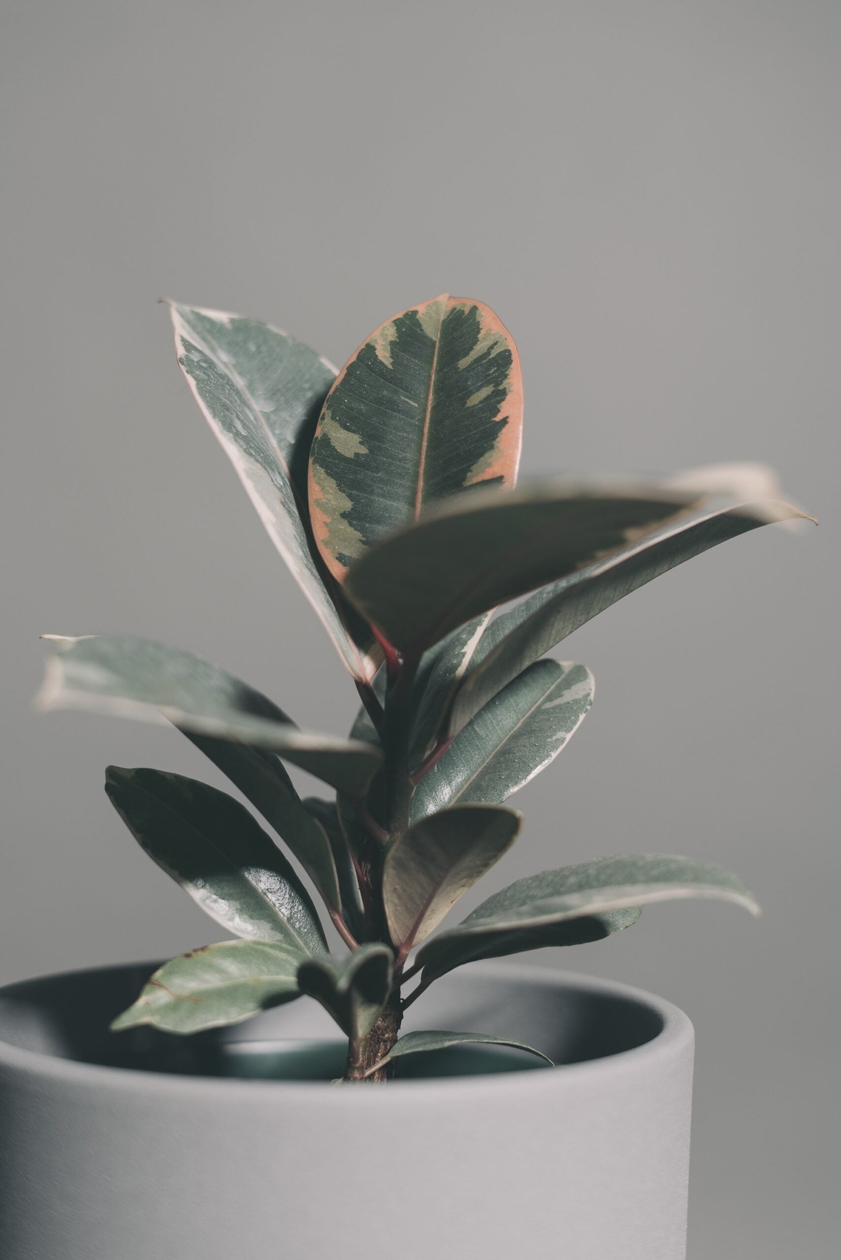 How to Revive a Drooping Rubber Plant