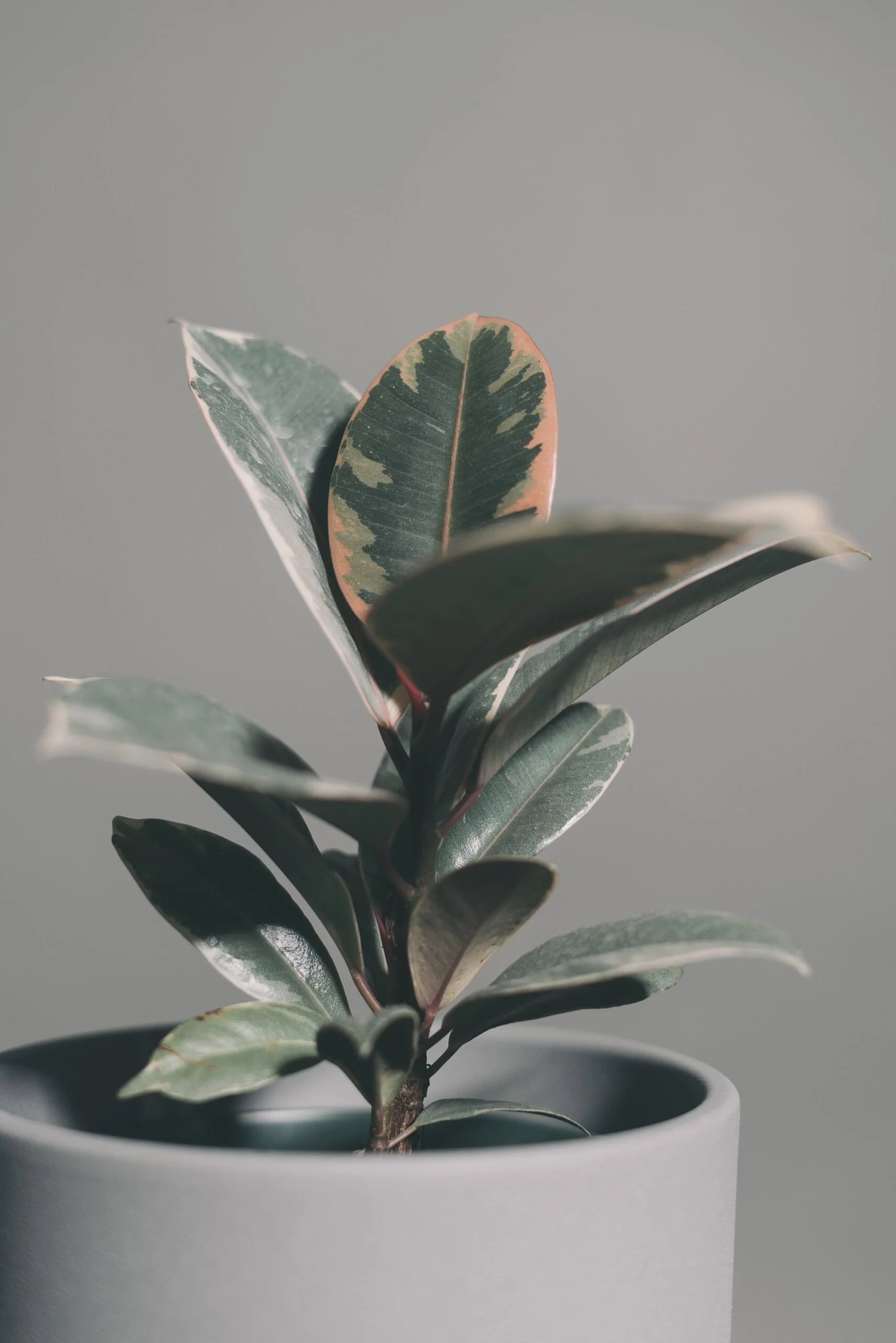 How to Revive a Drooping Rubber Plant