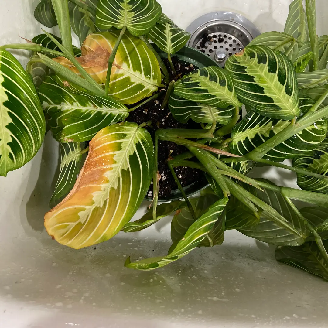 Why is My Prayer Plant Turning Yellow