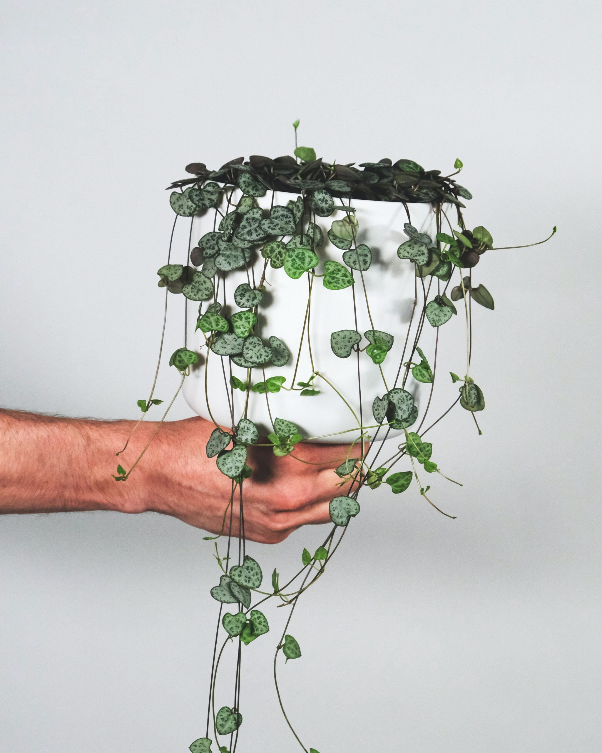 How to Propagate String of Hearts