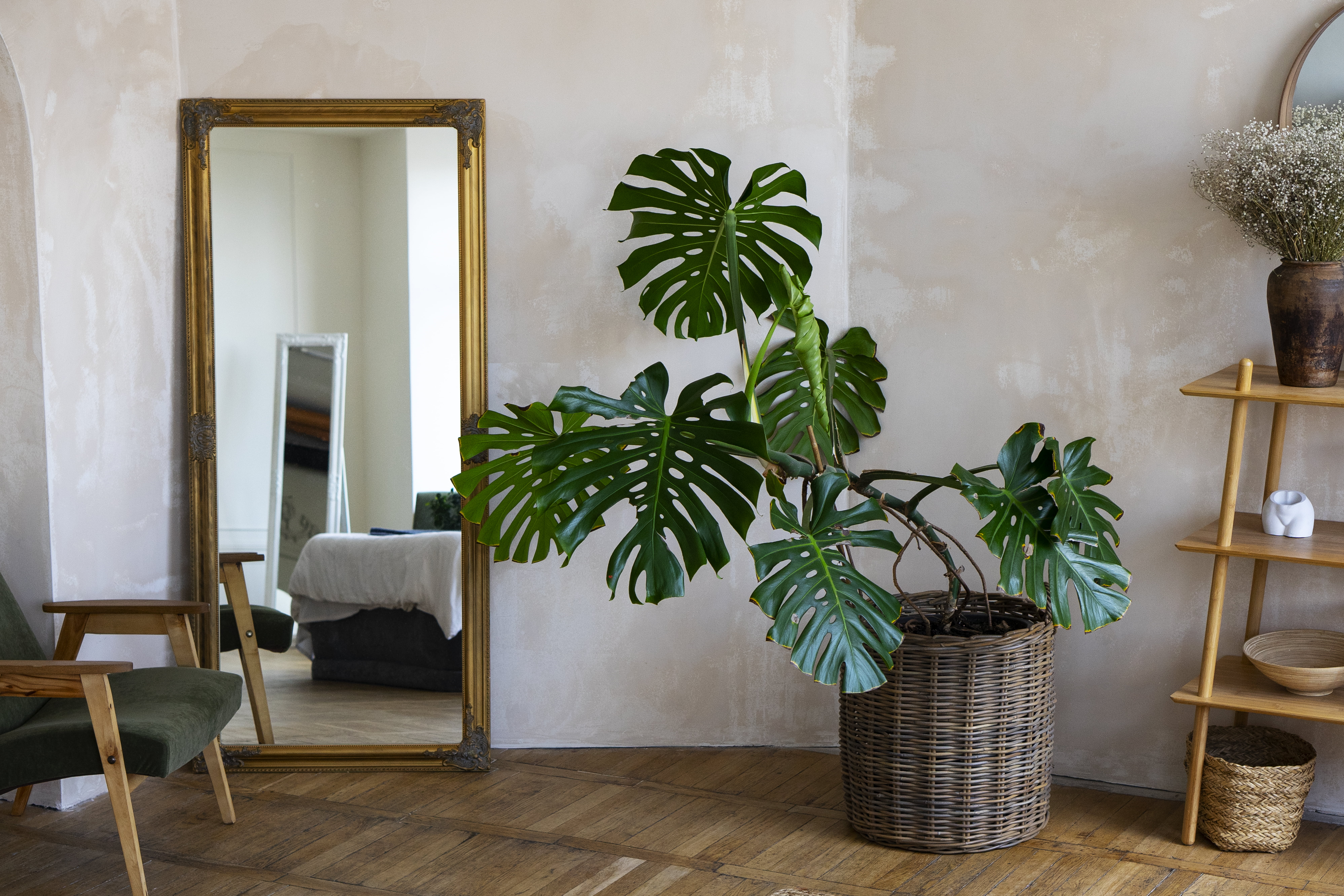 Why is My Monstera Drooping?
