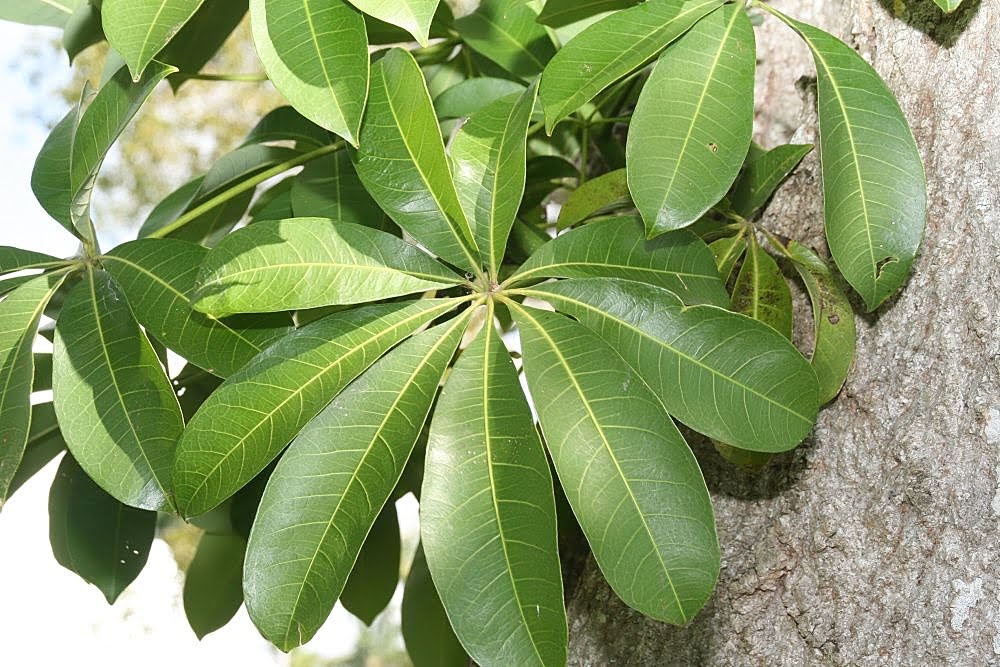 Why Are the Leaves on My Money Tree Turning Brown?