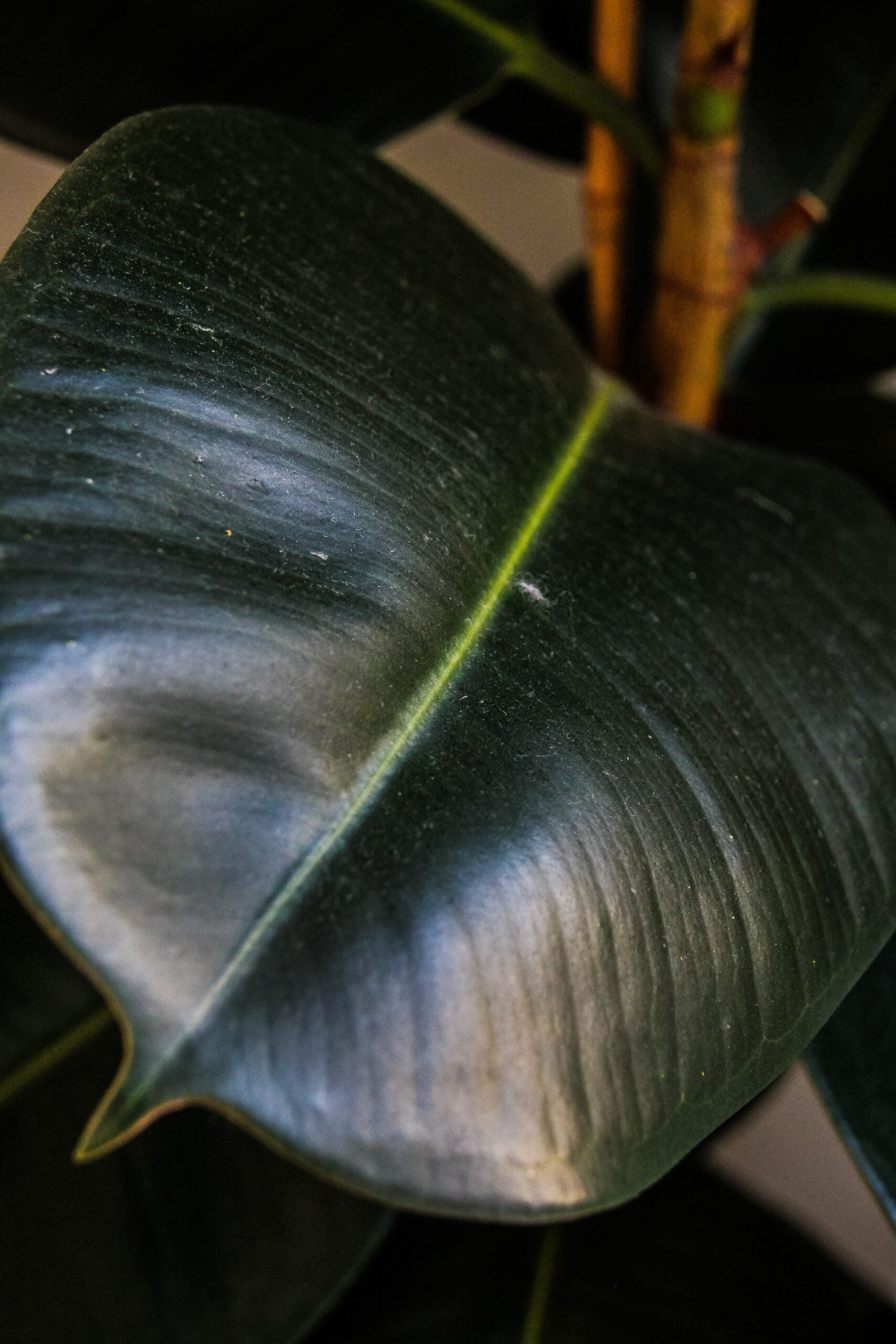 Why are My Rubber Plants Leaves Curling?