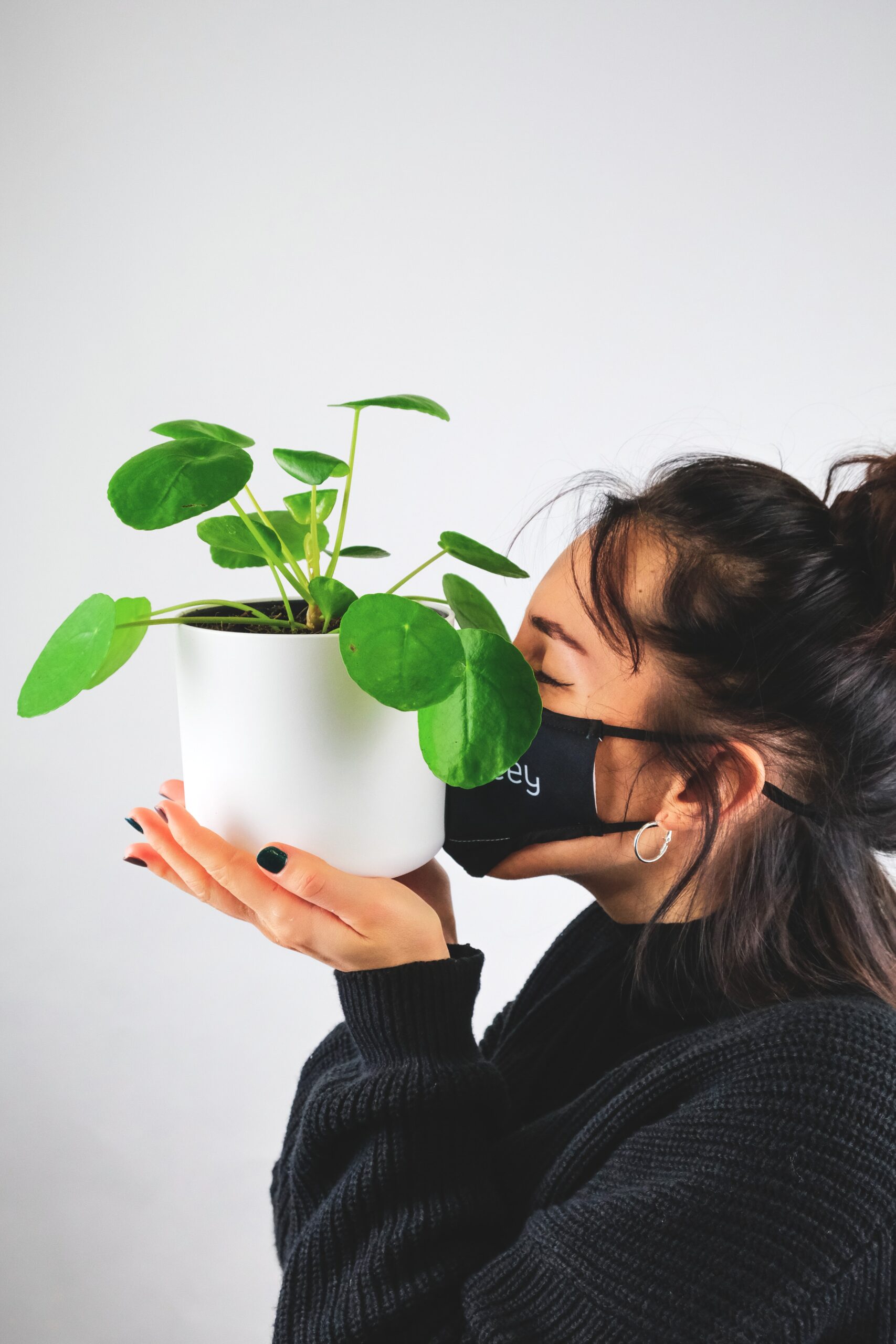 Why are My Pilea Leaves Curling Inwards?