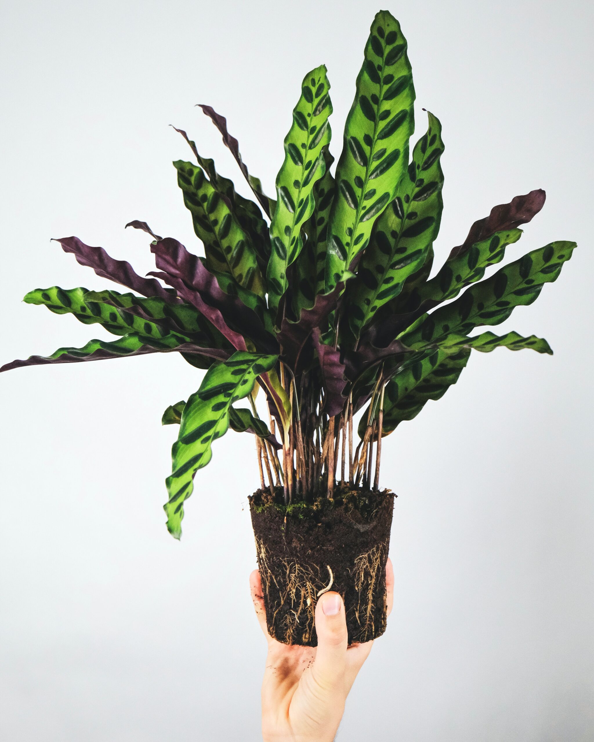 Calathea Leaf Curl Treatment: When to Consult a Professional