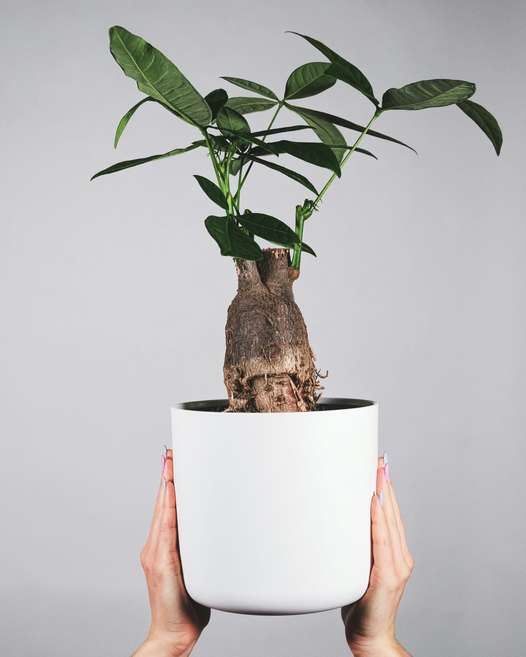 Money Tree Leaves Curling