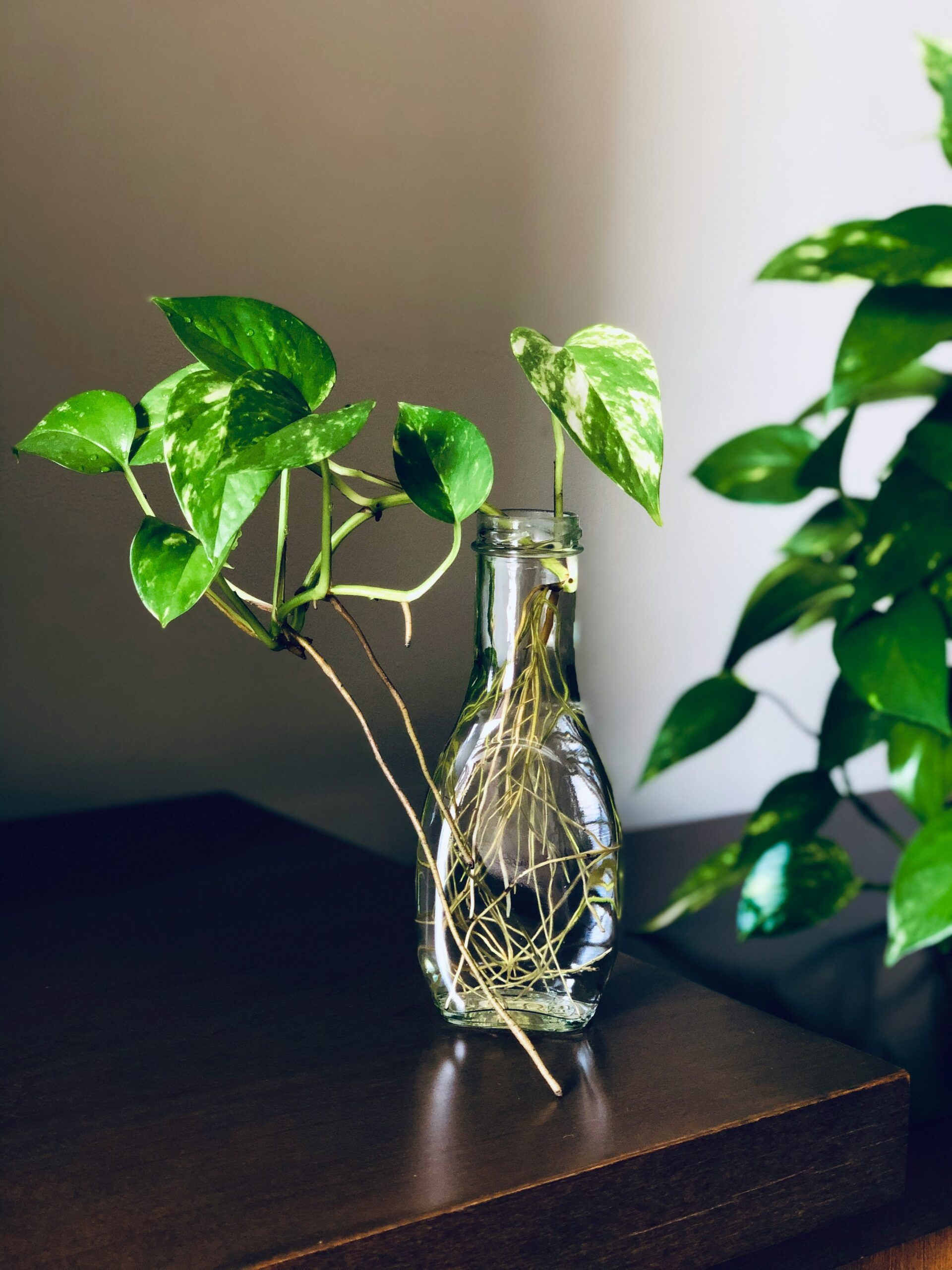 Typical Pothos Plant Growth Patterns