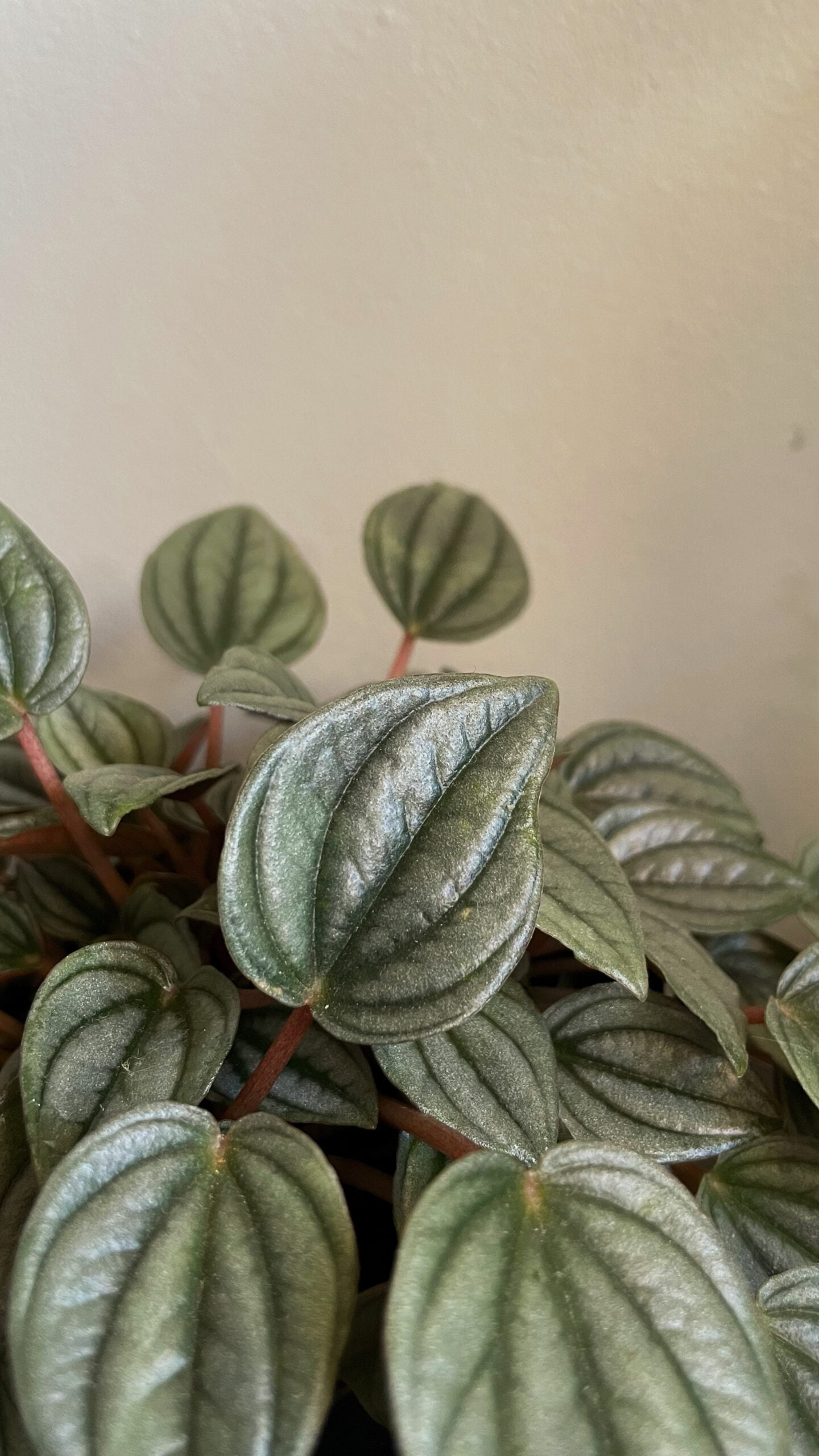 How to Propagate Watermelon Peperomia