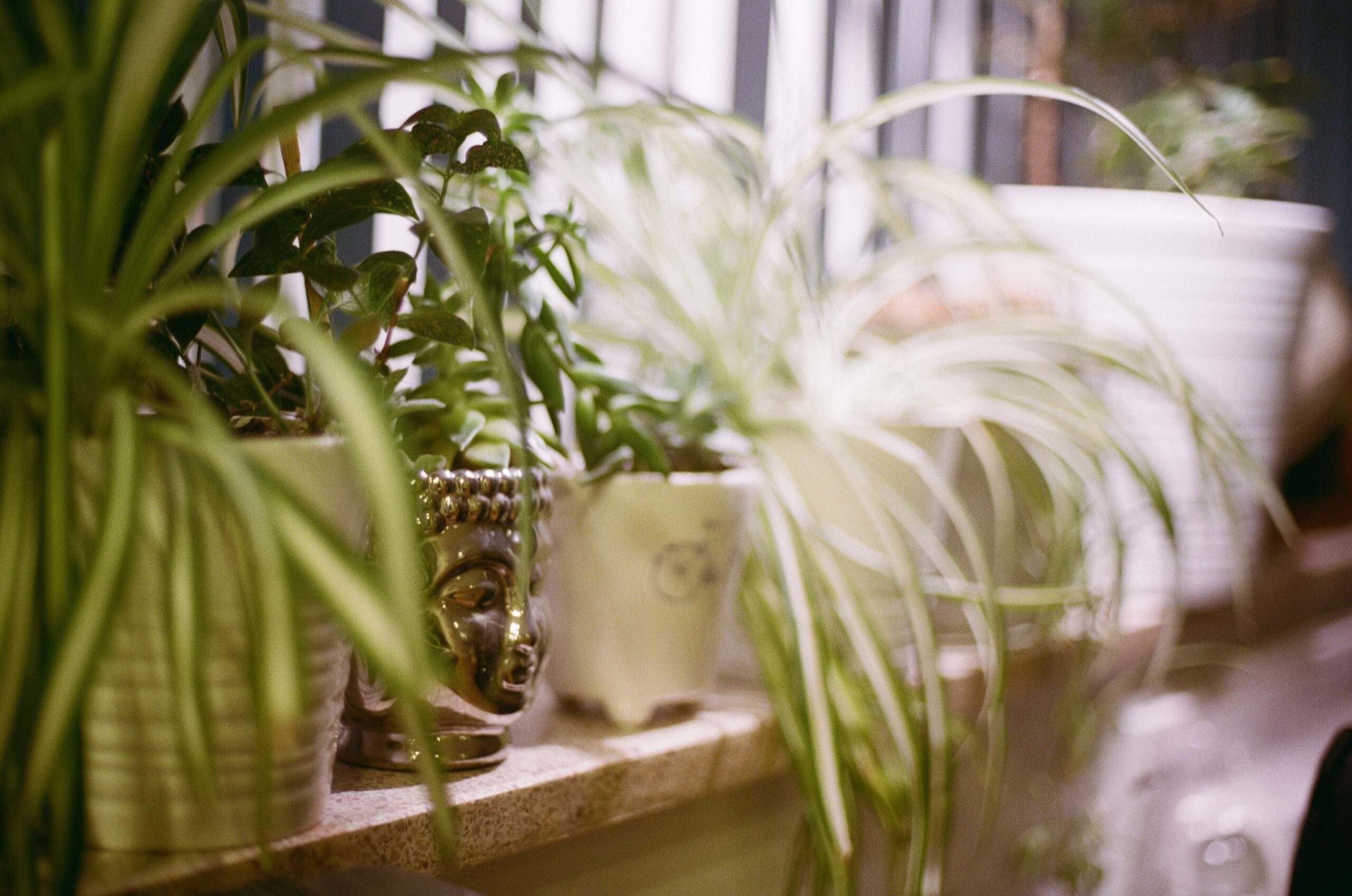 Spider Plant Variety