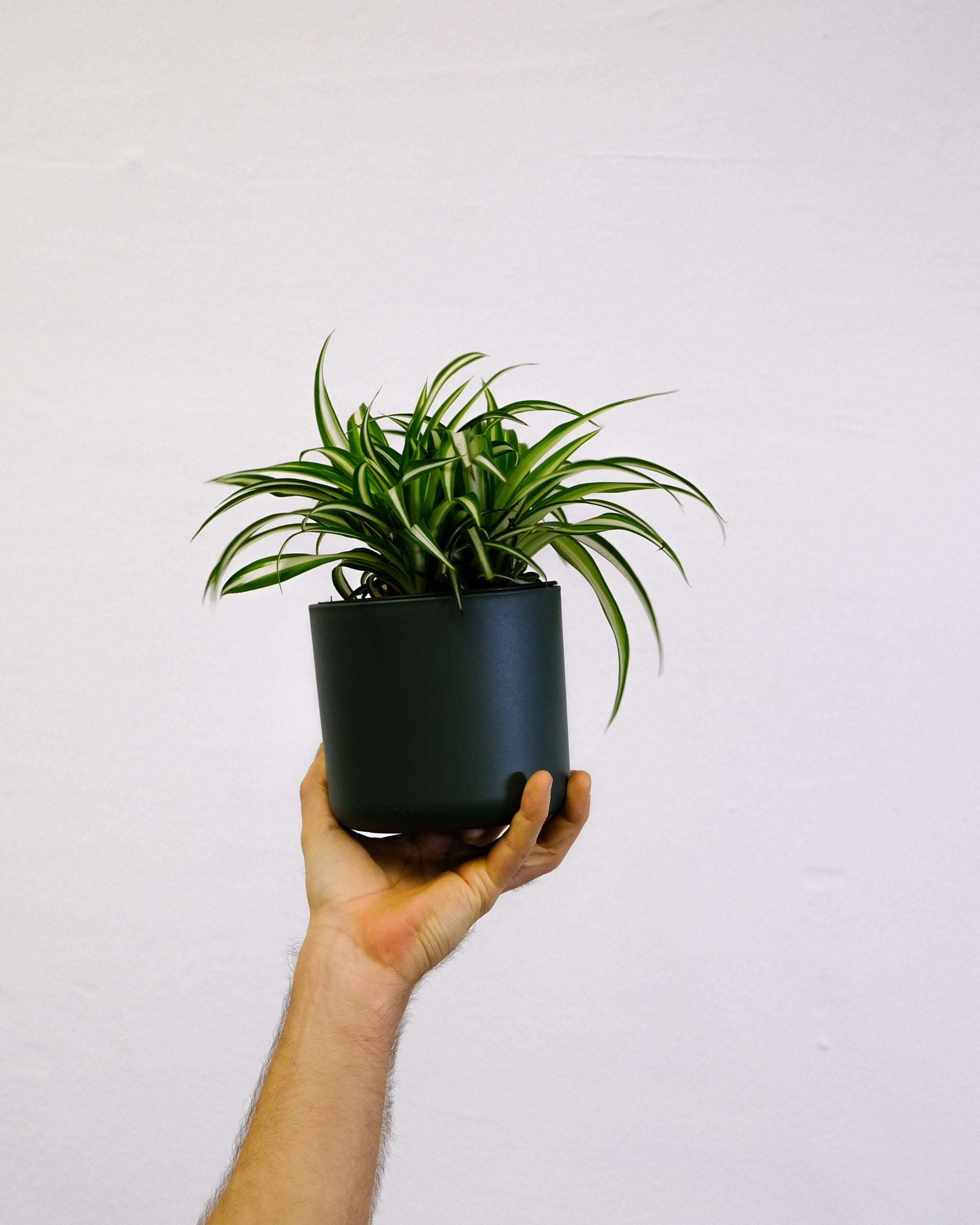 Signs of Spider Plant Root Rot
