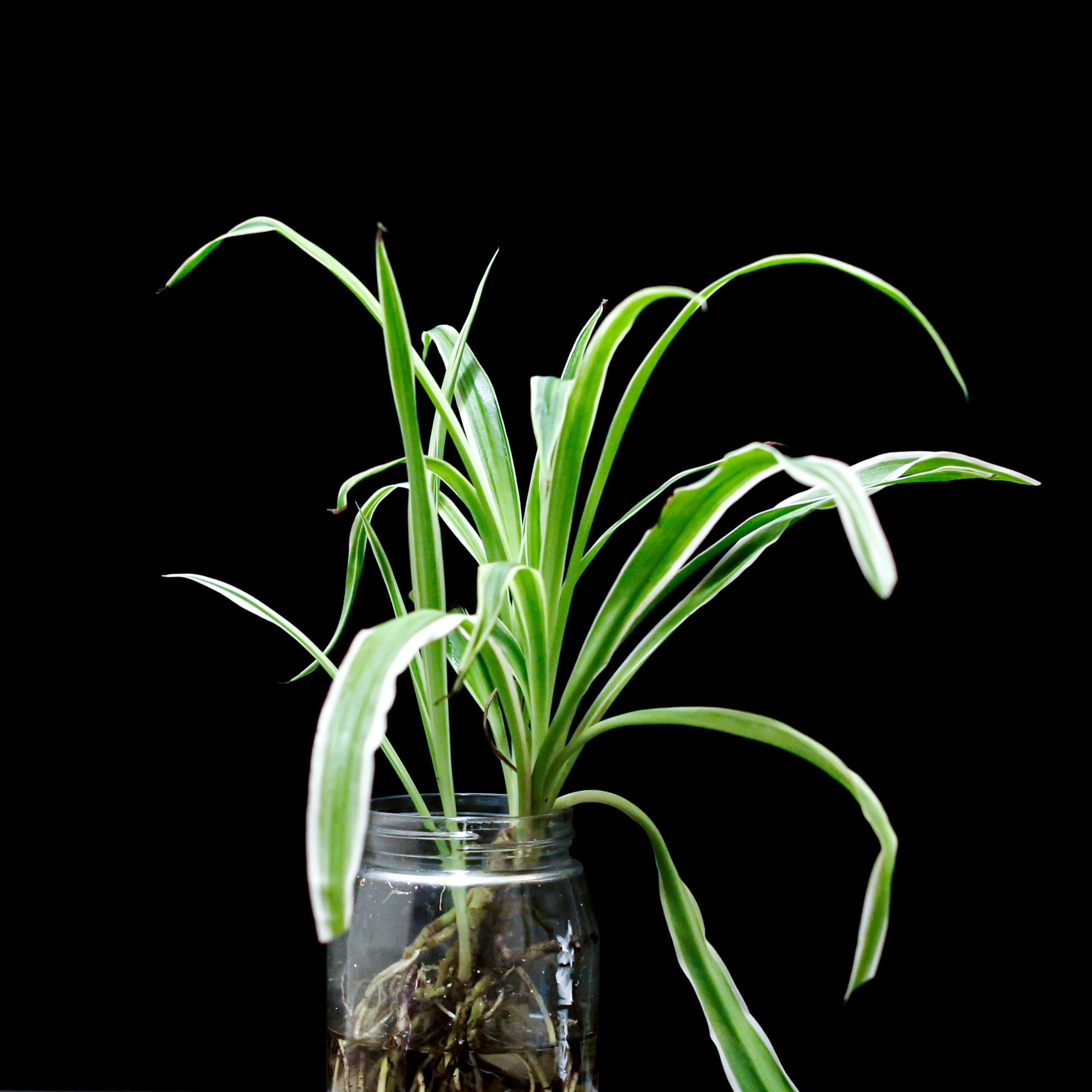 Discovering the Rare and Unique Spider Plant Cultivars