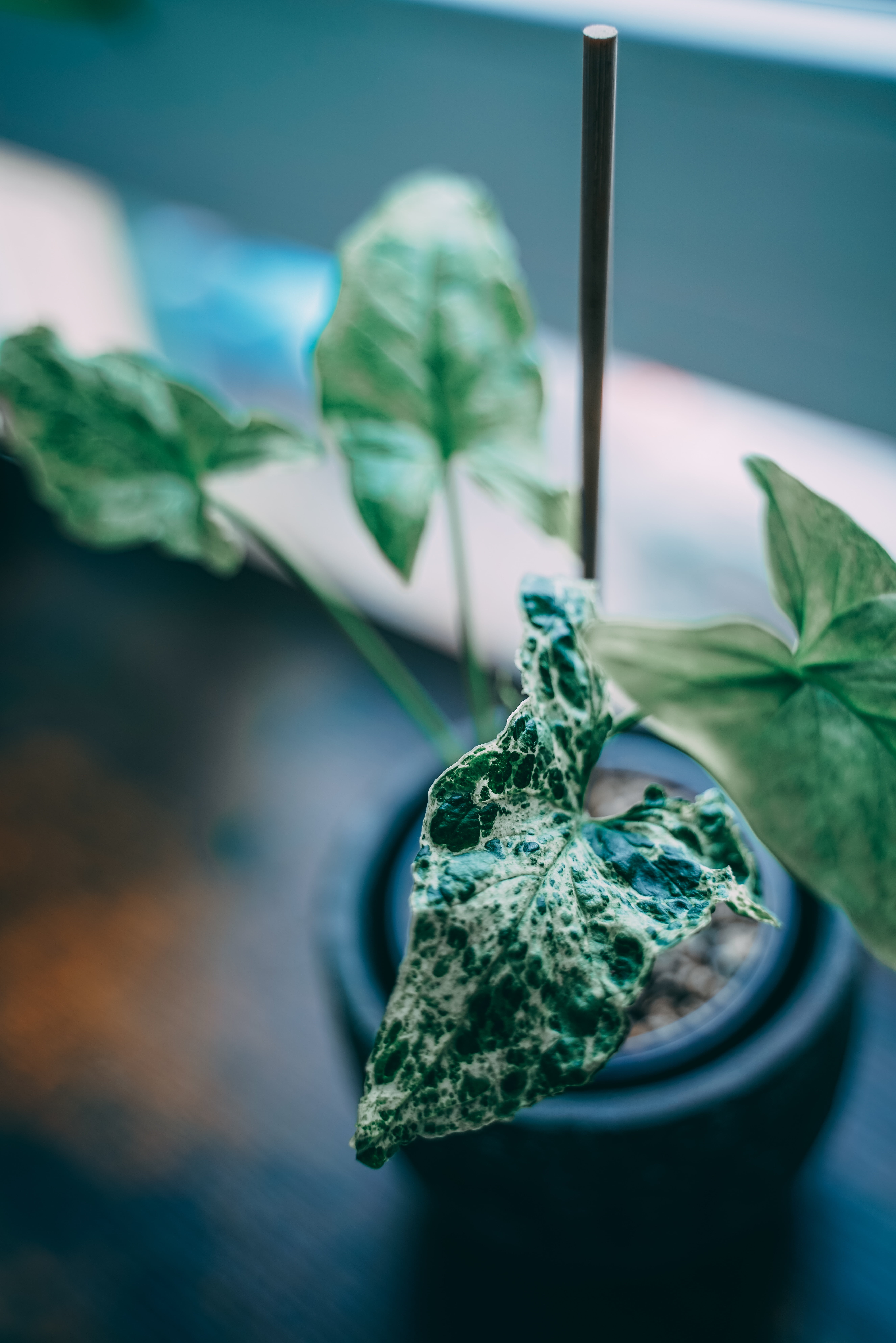 Maintaining Plant Health and Vigor in Collectible Houseplants