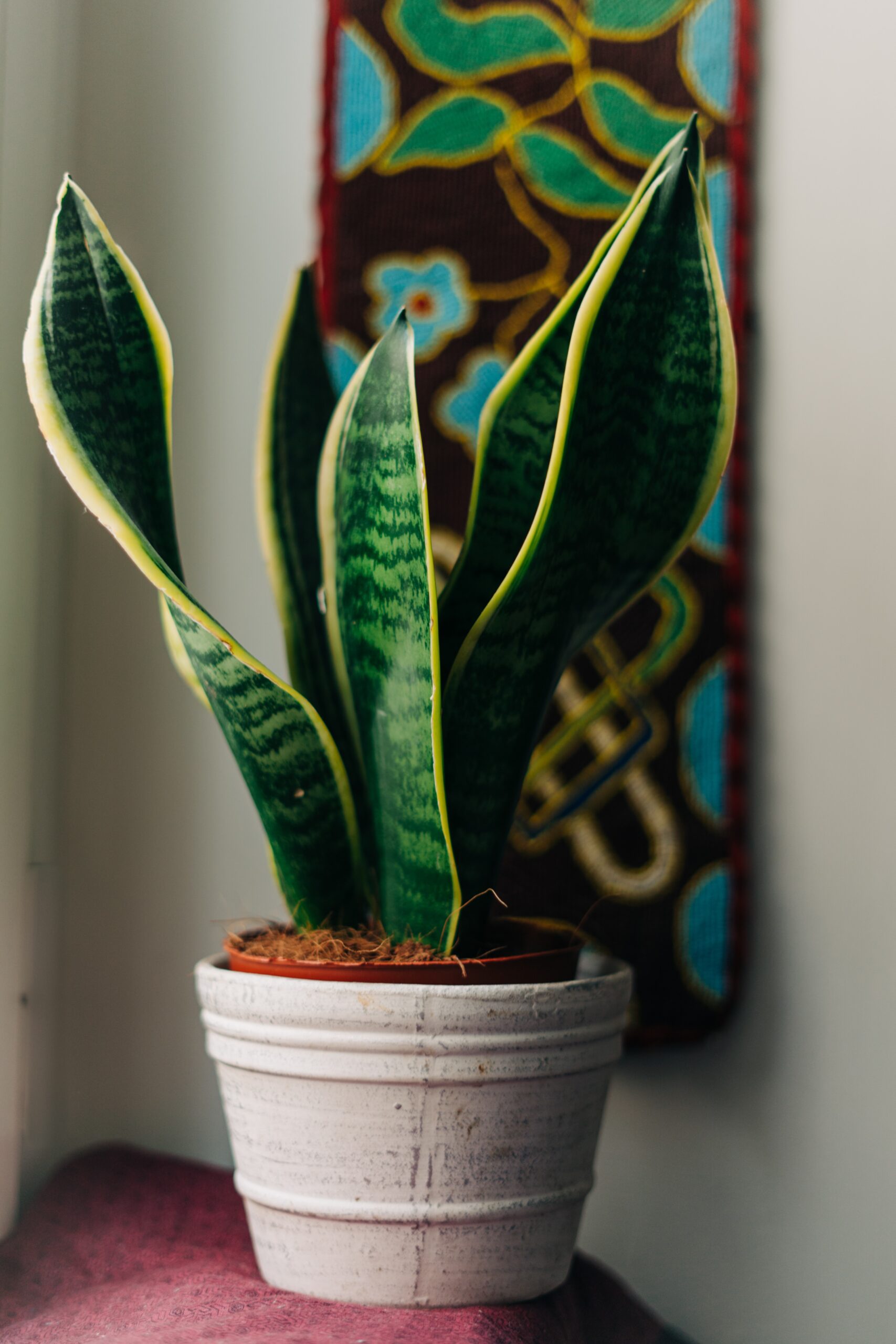 How to Fix Snake Plant Root Rot