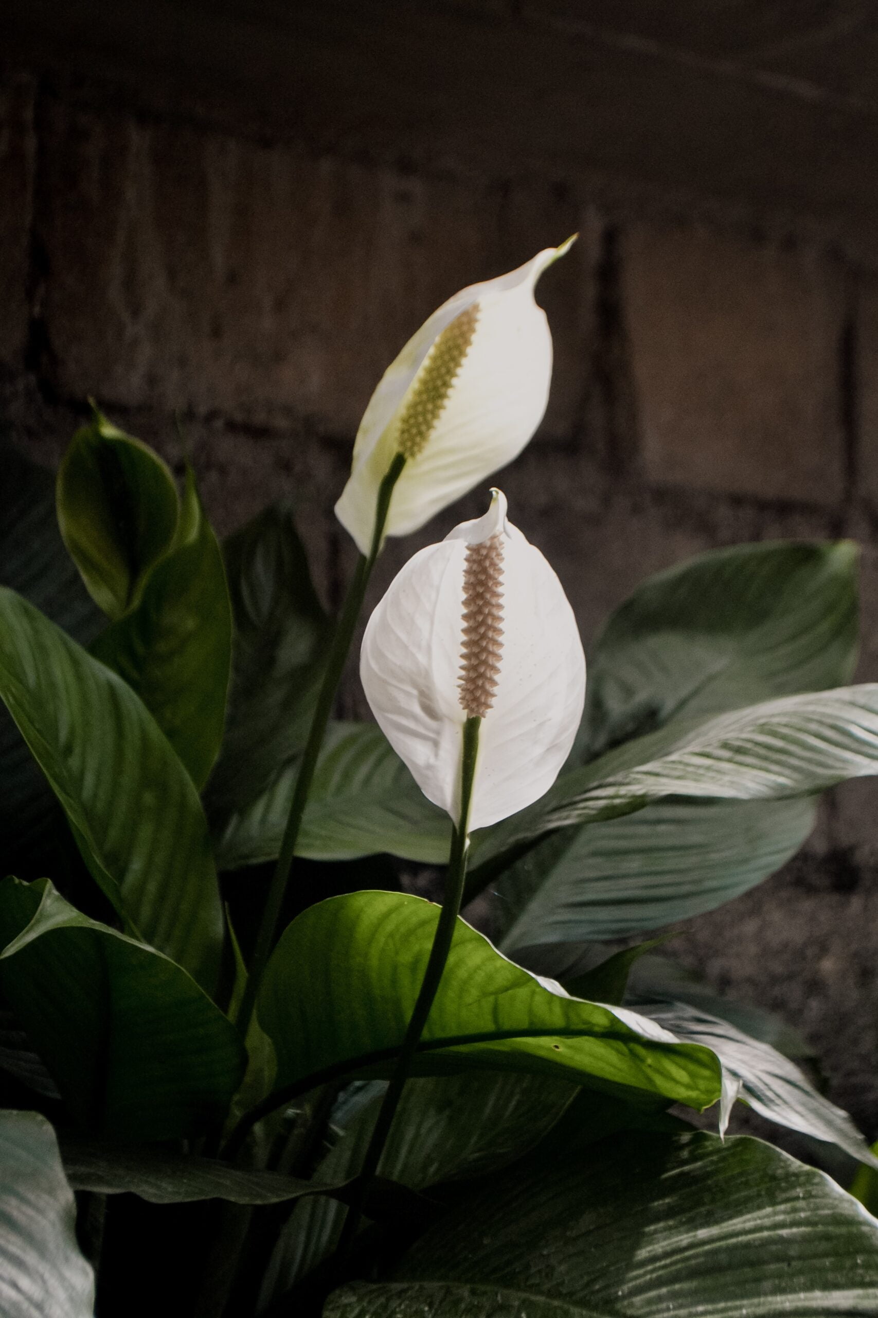 Revitalizing Your Peace Lily's Health