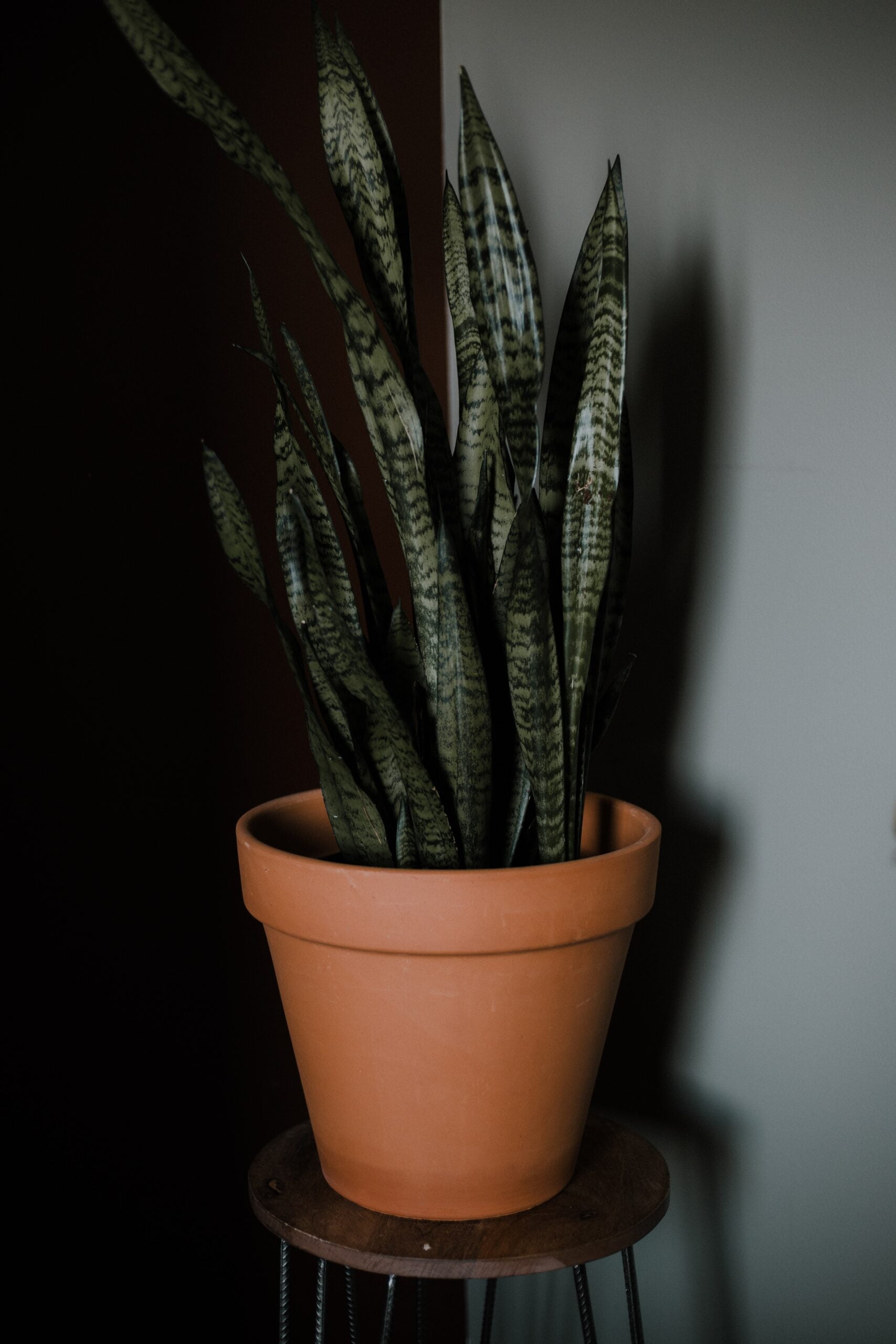 Crucial Care Tips to Prevent Snake Plant Root Rot